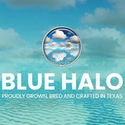 Read more about the article Blue Halo Case Study